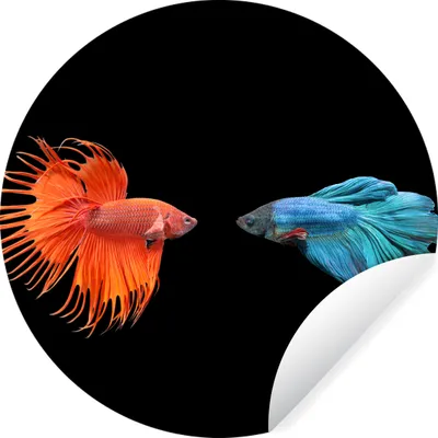 Produktbild von MuchoWow® Runde Wandtattoo - Wandsticker Tapete Aufkleber Fische - Wilde Tiere - Schwarz Ø 100 cm Selbstklebend und Repositionierbar - Wandaufkleber - Kreis - Tapetenkreis - Wandbild rund - Schlafzimmerdekoration - Wanddeko - runde Tapete - Kunst für zu Hause