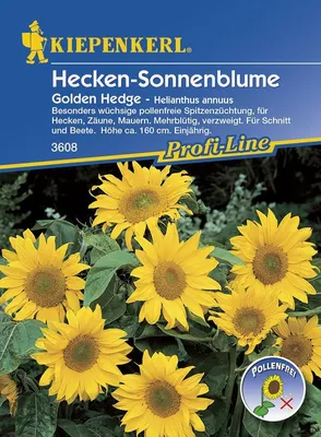 Produktbild von [STREICHUNG 2025] Helianthus Golden Hedge | Sonnenblumensamen von Kiepenkerl