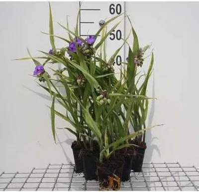 Obrázok produktu pre 6 x Tradescantia (a) 'Leonora' - Tradescantia - kvetináč 9 x 9 cm