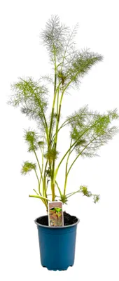 Produktbild von Foeniculum vulgare 'Rubrum', Bronze-Fenchel, ca. 11x11 cm Topf