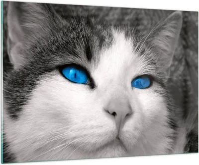 Produktbild von Bilder auf glas - Katze Tiere blaue Augen - 100x70cm - Glasbilder - Wandbilder - Kunstdruck - zum Aufhängen bereit - Wanddekoration aus Glas - Glas Bilder - Wandbild auf Glas - GAA100x70-1144