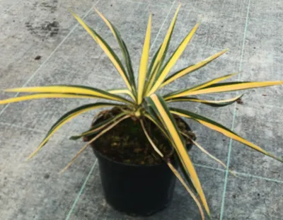 Image de Yucca filamentosa 'Color Guard' / Yucca filamenteux Panaché
