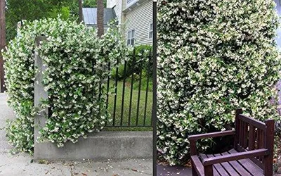 Produktbild von Sternjasmin 30-50 cm – Immergrün, Duftend & Winterhart | Trachelospermum jasminoides Kletterpflanze