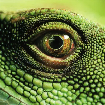 Produktbild von Quadratische Postkarte "Reptilienauge"