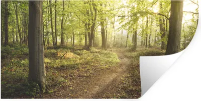 Produktbild von MuchoWow® Wandtattoo Wandsticker Wandaufkleber Wald - Weg - Sonnenaufgang 40x20 cm Selbstklebend und Repositionierbar - Aufkleber