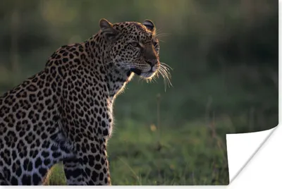 Produktbild von MuchoWow® Poster Panther mit Blick über die Savanne 180x120 cm - Fotoplakat
