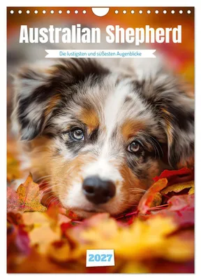 Produktbild von Australian Shepherd (Wandkalender 2027 DIN A4 hoch), CALVENDO Monatskalender