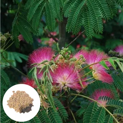 Obrázek produktu pro Semena Albizia Julibrissin - balení 50 ks - Exotická semena - Mrazuvzdorná - Albízie růžová (hedvábný strom)