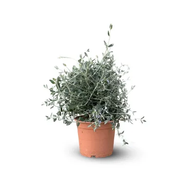Image de Teucrium fruticans - germandrée- - plante fleurie - ↕ 50-60 cm - ⌀ 22 cm