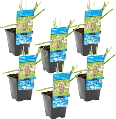 Zdjęcie produktu dla Bloomique - Zestaw 6 szt. - Butomus Umbellatus - Kwiat łabędzia - Rośliny do oczek wodnych - Odporne na zimę - Wysokość 10-20 cm - Doniczka 9 cm