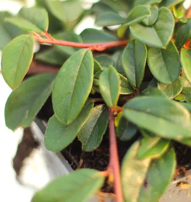 Image de 50 pièces Couvre-sol Cotoneaster radicans Cotoneaster dammeri 20 -30 cm