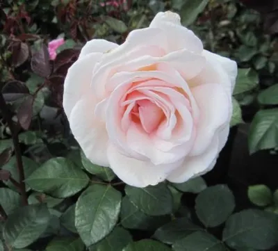 Produktbild von Rosa Gräfin Elke zu Rantzau ® - Edelrose Gräfin Elke zu Rantzau ® - Kordes Rose - Parfuma Rose