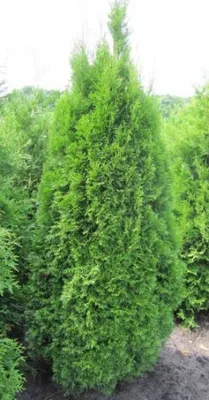 Produktbild von Lebensbaum Smaragd - Thuja occidentalis - 40-60cm