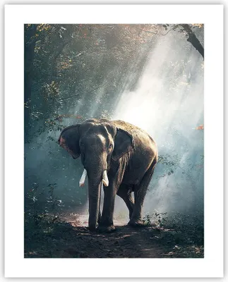 Produktbild von Poster - Poster ohne Rahmen - elefant natur - 40x50 cm - Wand Bild - Wanddeko - Wandbilder - Kunstposter - Wandposter - Bilder - Kunstdruck - Wanddekoration - Wandbild - P2XPA40x50-3972