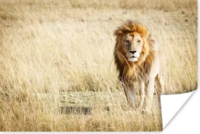 Produktbild von MuchoWow® Poster Löwen - Afrika - Gras 180x120 cm - Fotoplakat