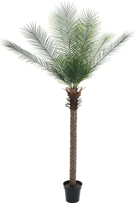 Produktbild von EUROPALMS Phönix Palme deluxe, Kunstpflanze 220cm (82509722)