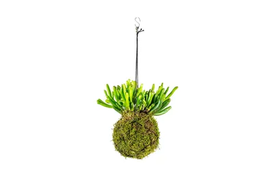 Obrázok produktu pre Gardners Kokedama Crassula (M)