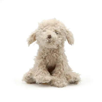 Produktbild von Plüschtier Farmtier Hund weiß 25 cm
