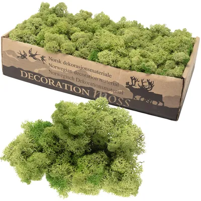 Produktbild von Karton Islandmoos Mittelgrün 500g