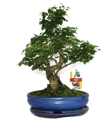 Produktbild von Bonsai Chinesischer Liguster - Ligustrum sinensis - ca. 10 Jahre