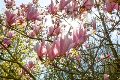 Produktbild von Magnolia soulangiana 'Pickard's Schmetterling', Tulpen-Magnolie, 50–60 cm