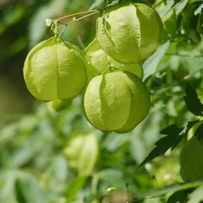 Produktbild von Ballonpflanze (Cardiospermum halicacabum) - 10 Samen