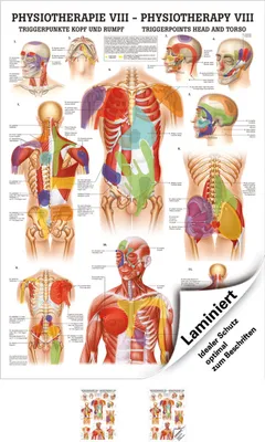 Produktbild von Triggerpunkte Kopf und Rumpf Mini-Poster Anatomie 34x24 cm med. Lehrmittel