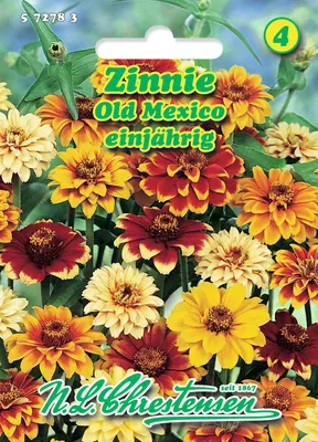 Produktbild von Zinnie Old Mexico | Zinniensamen von N.L. Chrestensen