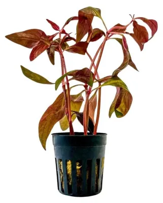 Produktbild von Aquarium Pflanze Alternanthera Lilacina Wasserpflanzen AquaOne Aquascape Nr.323L
