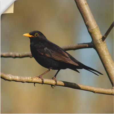 Produktbild von ARTland Wandbild, selbstklebend Amsel Größe: 30x30 cm