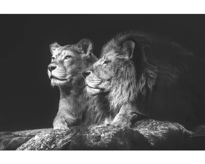 Produktbild von Leinwandbild Lion Couple 150x100 cm
