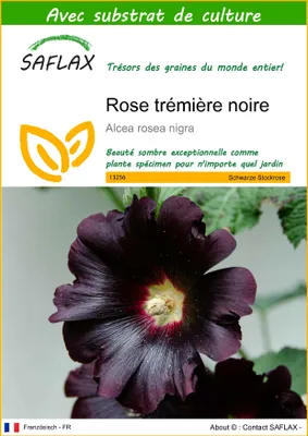 Image de SAFLAX - Rose trémière noire - 100 graines - Avec substrat - Alcea