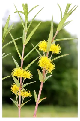 Produktbild von Lysimachia thyrsiflora - Straußgoldfelberich, gelb - heimisch - winterhart, im 9x9 cm Topf