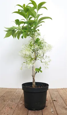 Produktbild von Chionanthus virginicus, Amerikanischer Schneeflockenstrauch, 30–40 cm