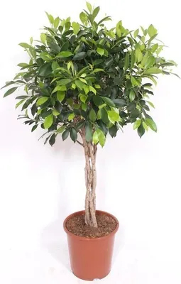 Zdjęcie produktu dla Ficus Nitida z plecionym pniem - figowiec chinski - wysokosc ok. 100cm
