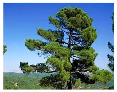 Produktbild von 20 Samen der Seekiefer (Pinus Pinaster)