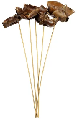 Produktbild von Palmblüte am Stiel - lackiert - 5 Stück - natur