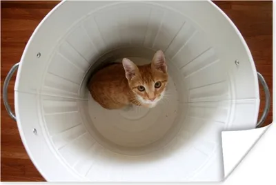 Produktbild von MuchoWow® Poster Katze - Mülleimer - Weiß 60x40 cm - Schlafzimmerdekoration