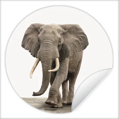 Produktbild von MuchoWow® Runde Wandtattoo - Wandsticker Tapete Aufkleber Elefant - Kinder - Tiere - Mädchen Ø 100 cm Selbstklebend und Repositionierbar - Wandaufkleber - Kreis - Tapetenkreis - Wandbild rund - Schlafzimmerdekoration - Wanddeko - runde Tapete - Kunst für zu Hause