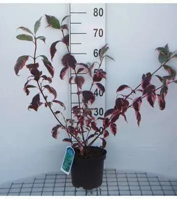 Produktbild von Cornus alba 'Sibirica Variegata' - Hartriegel 50- 60 cm Container