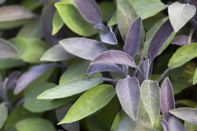 Produktbild von Salvia officinalis 'Berggarten', Küchensalbei, aromatisch, ca. 9x9 cm Topf
