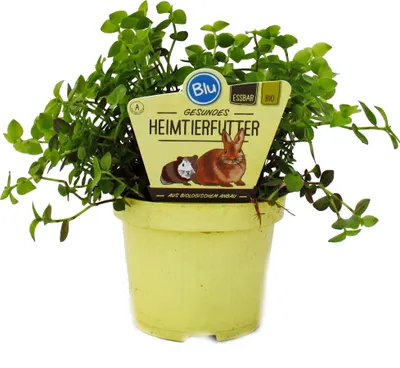 Produktbild von Futterpflanze für Heimtiere Callisia repens Vitalfutter für Kaninchen, Ziervögel, Reptilien, Hamster und Meerschweinchen