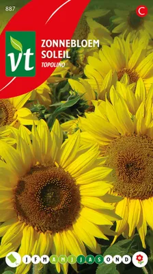 Image de Graines de tournesol Topolino - Environ 1 gr | VT_887