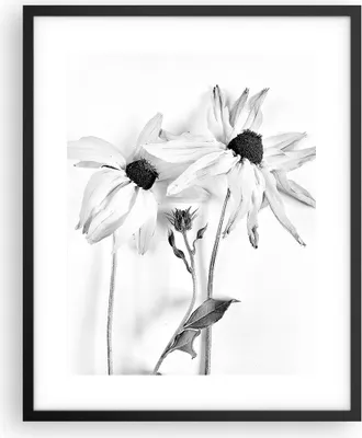 Produktbild von Gerahmtes Poster - Schwarzer Rahmen - Verwelkt Blumen Monochrom - 40x50 cm - Wand Bild - Wanddeko - Wandbilder - Kunstposter - Wandposter - Bilderrahmen - Bilder - Kunstdruck - P2BPA40x50-4737