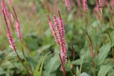 Zdjęcie produktu dla 6 x Persicaria ampl. 'Fascination' - rdestowiec ostrokończysty - doniczka 9 x 9 cm