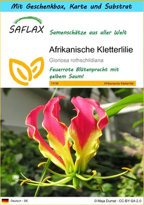 Produktbild von SAFLAX Geschenk Set - Afrikanische Kletterlilie - Gloriosa rothschildiana - 15 Samen - Mit Geschenkbox, Versandaufkleber, Geschenkkarte und Anzuchtsubstrat
