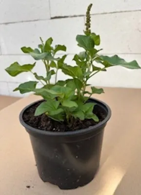 Produktbild von Guter Heinrich - Chenopodium bonus-henricus - Gemüse- und Heilpflanze