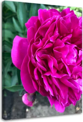 Produktbild von Leinwandbild blühende pfingstrose natur 70x100 cm Feeby rosa wandbild bereit zum aufhängen