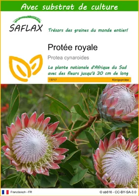 Image de SAFLAX  - Protée royale - 5 graines - Avec substrat - Protea