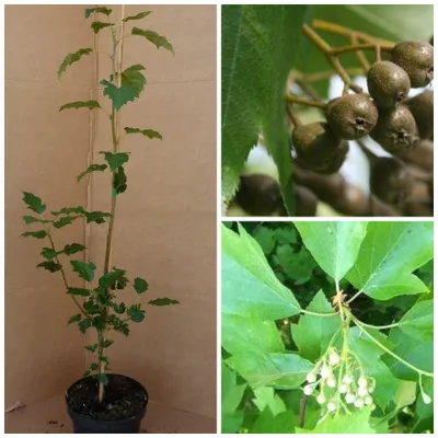 Produktbild von Elsbeere, Sorbus torminalis Wildobst Vogelnährgehölz  ca. 80-120 cm im 5 Liter Topf